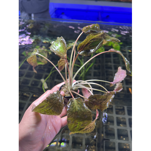 Crypt. Nurii - Large