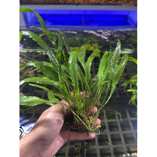 Phillipine Java Fern Clump