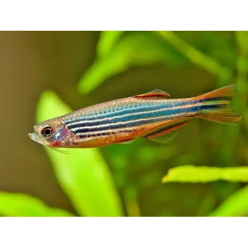 Redfin Danio - Kyathit