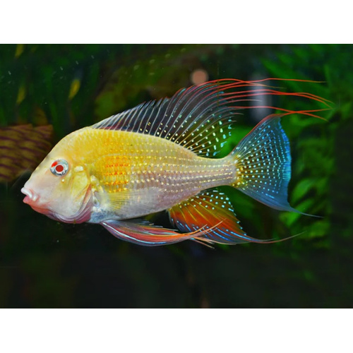Albino Threadfin Acara 5cm