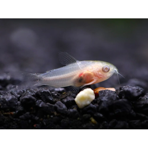 Albino Pygmy Corydoras