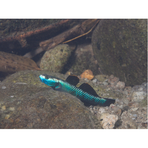 Phillipine Neon Goby