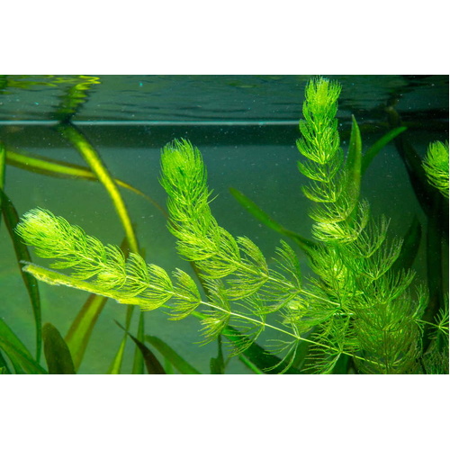 Hornwort - 1 Bag