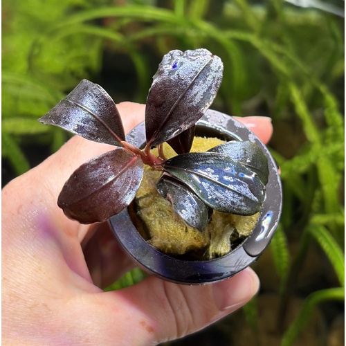 Bucephalandra Helena 2013