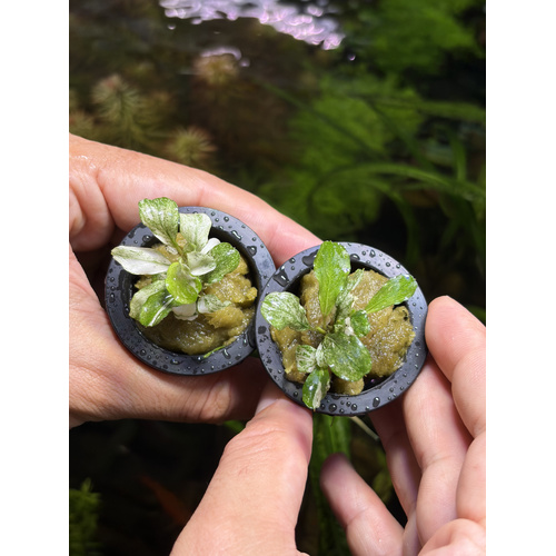 Bucephalandra "White Rose"