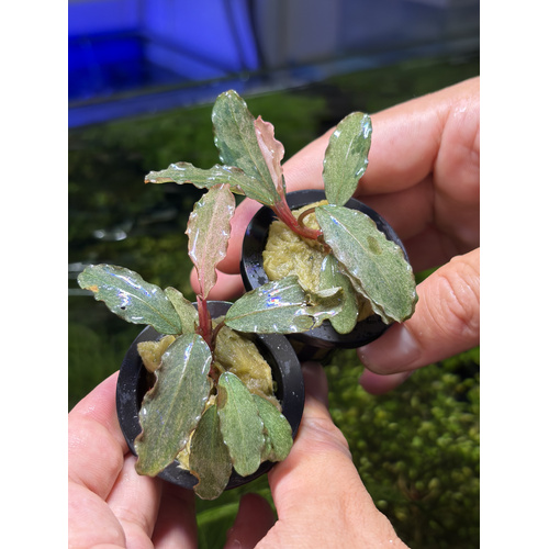 High Grade Bucephalandra 'Marbled'
