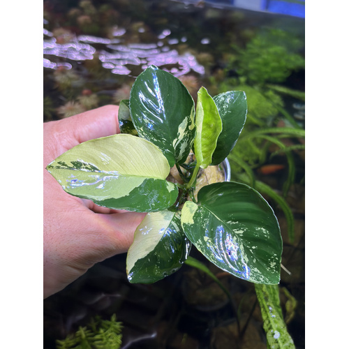 Anubias 'Panda King'