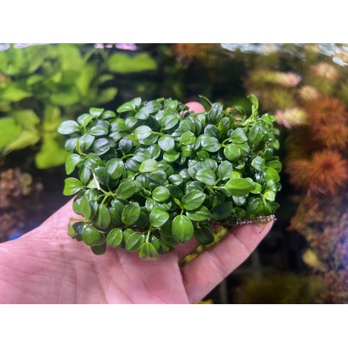 Anubias Nana Petit Clump - 10x6cm