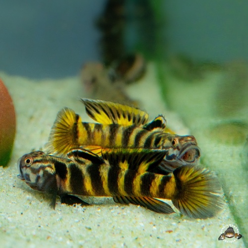 Tiger Goby
