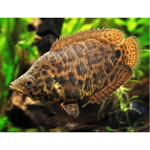 Leopard Bush Fish 3-4cm