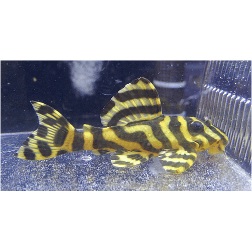 Leopard Frog Pleco (L134) - 4cm