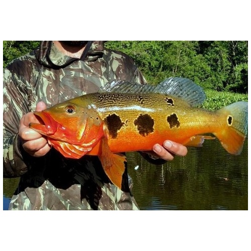 FOGO Peacock Bass 5-6cm