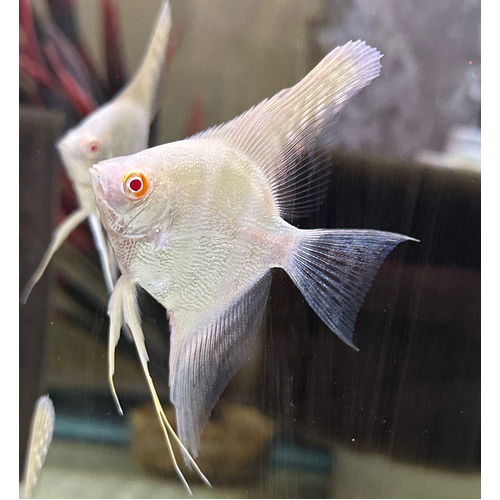 Albino Red Eye Angelfish