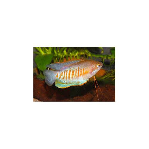 Thicklip Gourami