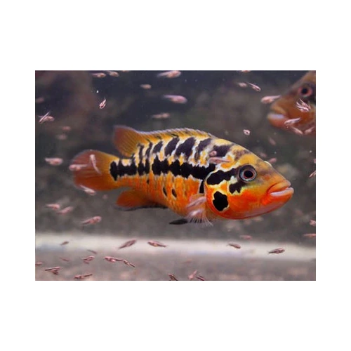 Red Tiger Motaguense 6-7cm