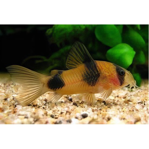 Corydoras Weitzmani