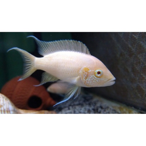 Albino Princess Cichlid