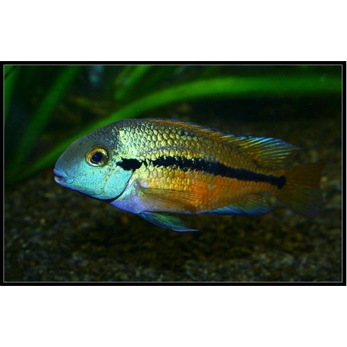 Nicaraguan Parrot Cichlid 5cm