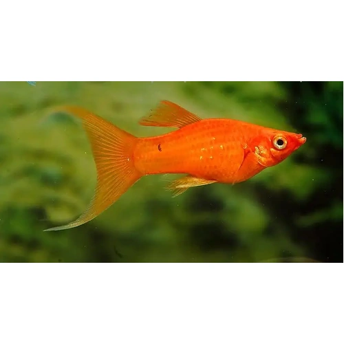 Glowlight Red Lyretail Molly