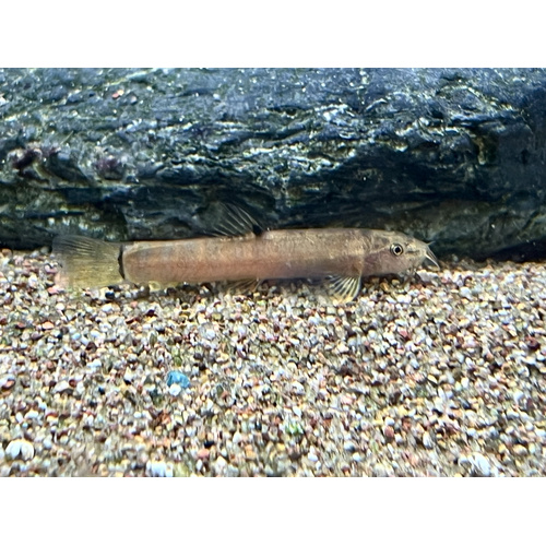 Spotback Loach