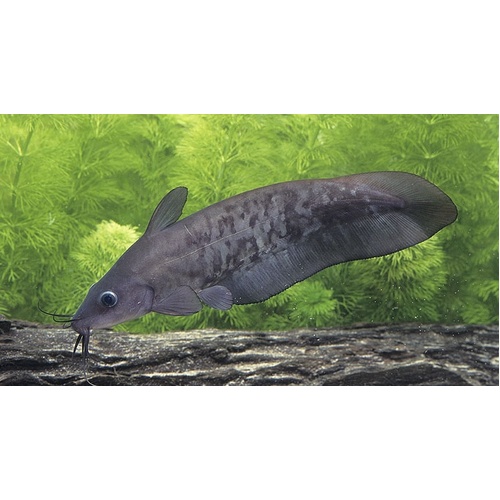 Black Ater Catfish 12-15cm