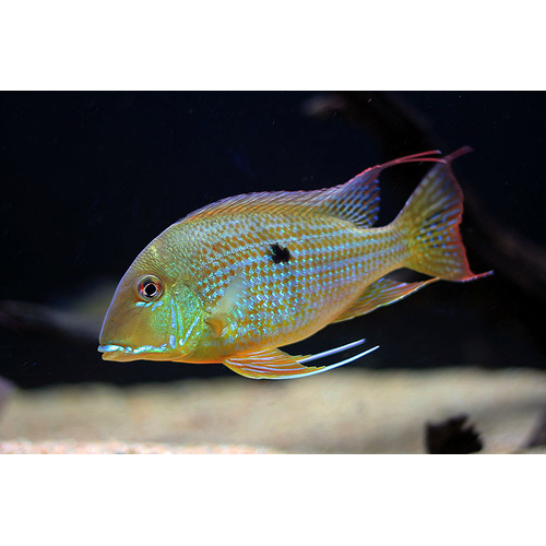 Geophagus Altifrons - 5cm