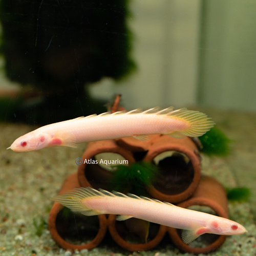 Albino Senegal Bichir 6-7cm