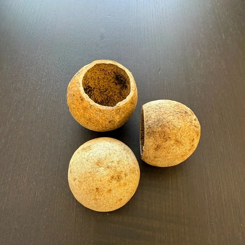 Blackwater Botanicals - Guava Seed Pod