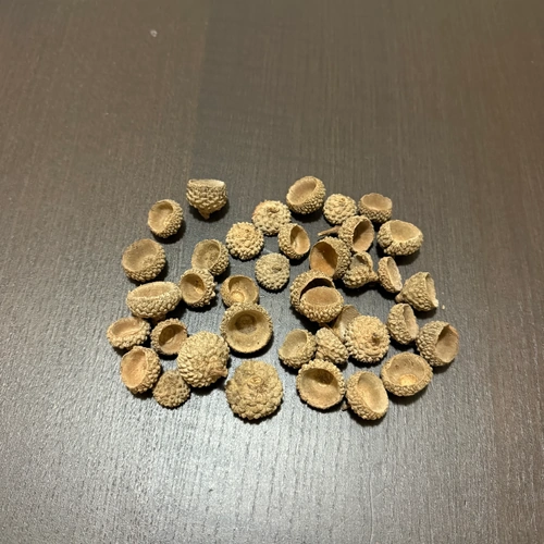 Blackwater Botanicals - Acorn Caps (English Oak) High Tannins