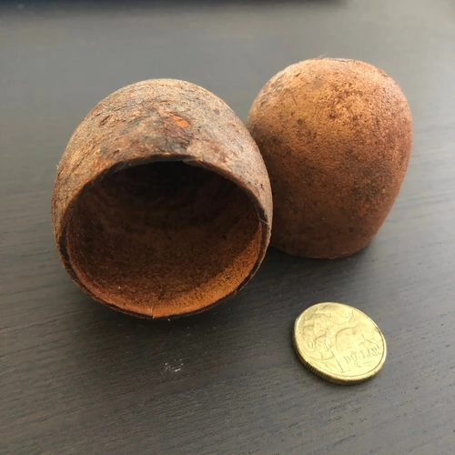 Blackwater Botanicals -  Bael Tree Pod