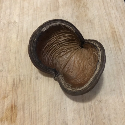 Blackwater Botanicals - Badam Nut / Elephant Ear Pod