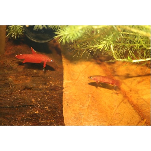 Betta Api Api Pair