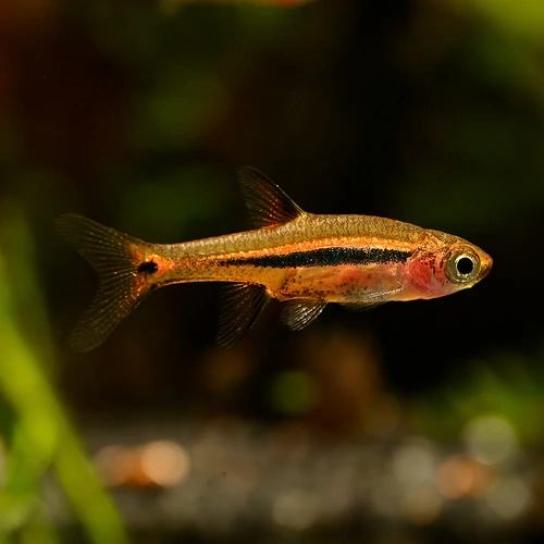 Exclamation Rasbora