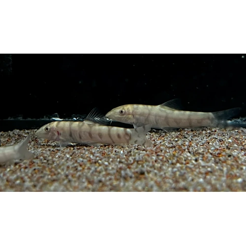 Albino Yoyo Loach