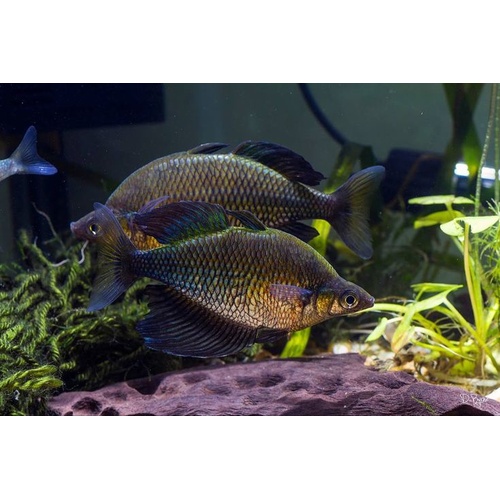 Lake Wanam rainbowfish