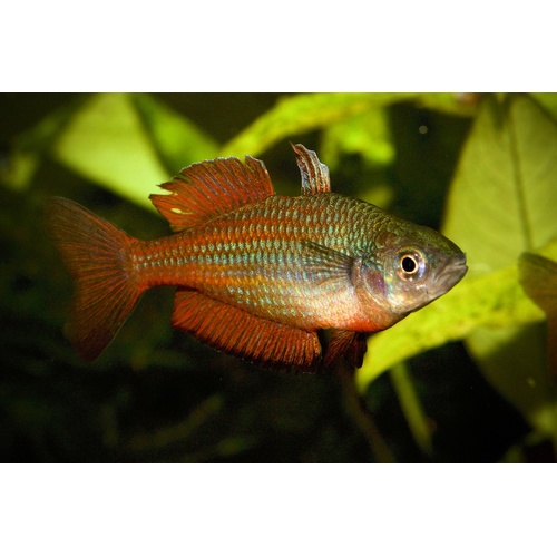 Malanda Gold Rainbowfish