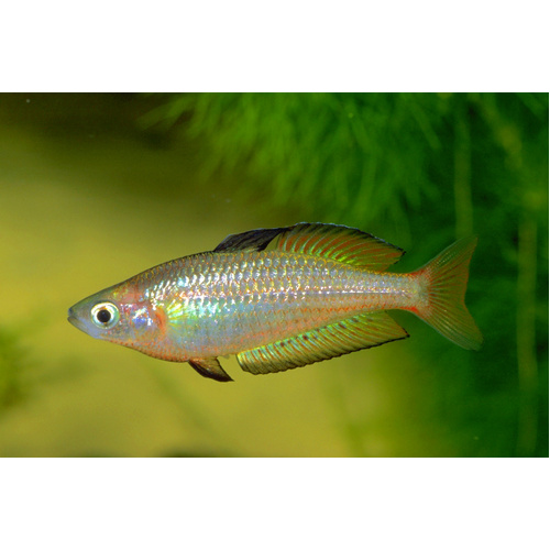 Malaan Tiger Rainbowfish