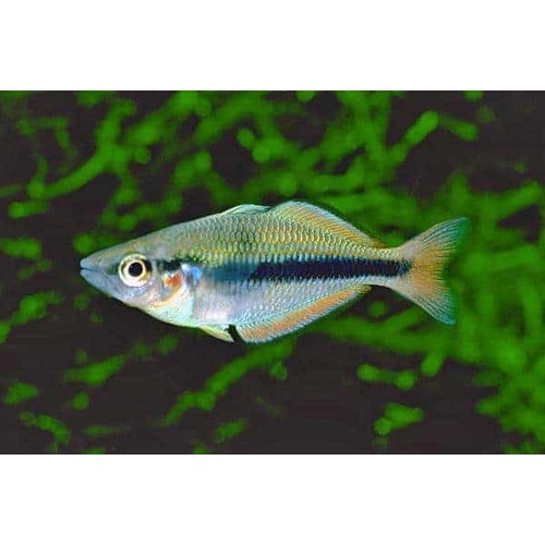 Oktedi rainbowfish