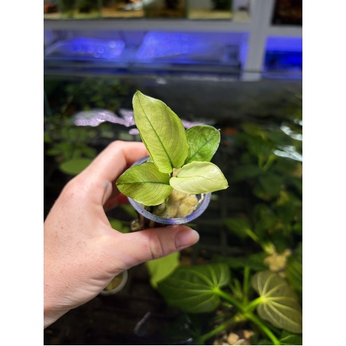 Anubias Caladiifolia