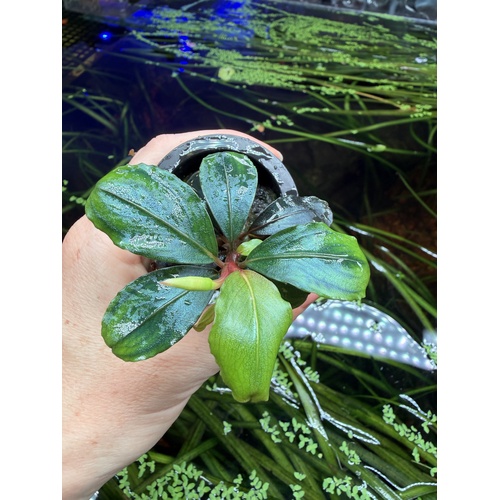 Bucephalandra Helena 2009