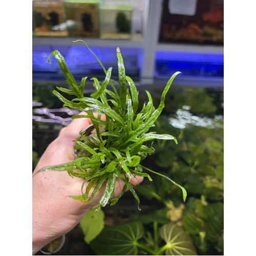 Trident Java Fern