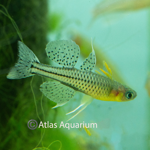 Spotted Blue Eye - Aru II