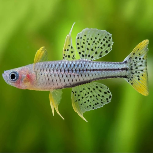 Spotted Blue Eye - Aru II