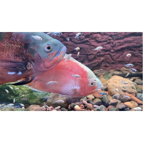 Atlas Aquarium Bred Oscar Juvenile 4-5cm