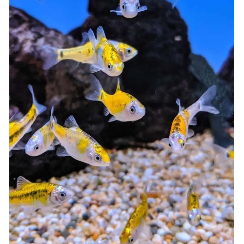 Tri-colour Golden Barb