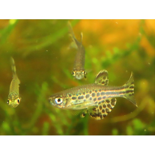 Gold-Ring Danio (Danio Tinwini)