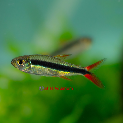 Red Tail Penguin Tetra - "Teles Pires"