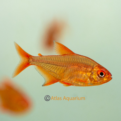 Muzel Red Cherry Tetra