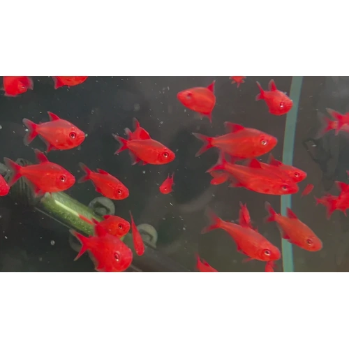 Muzel Red Cherry Tetra