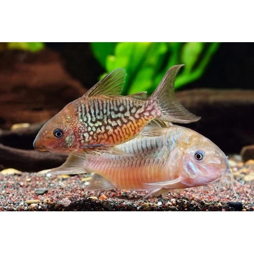 Corydoras pantanalensis